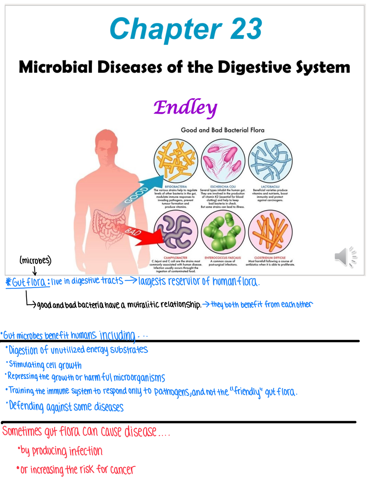 Diseases Of The Digestive System- Ch.23 Micro Lecture - Studocu