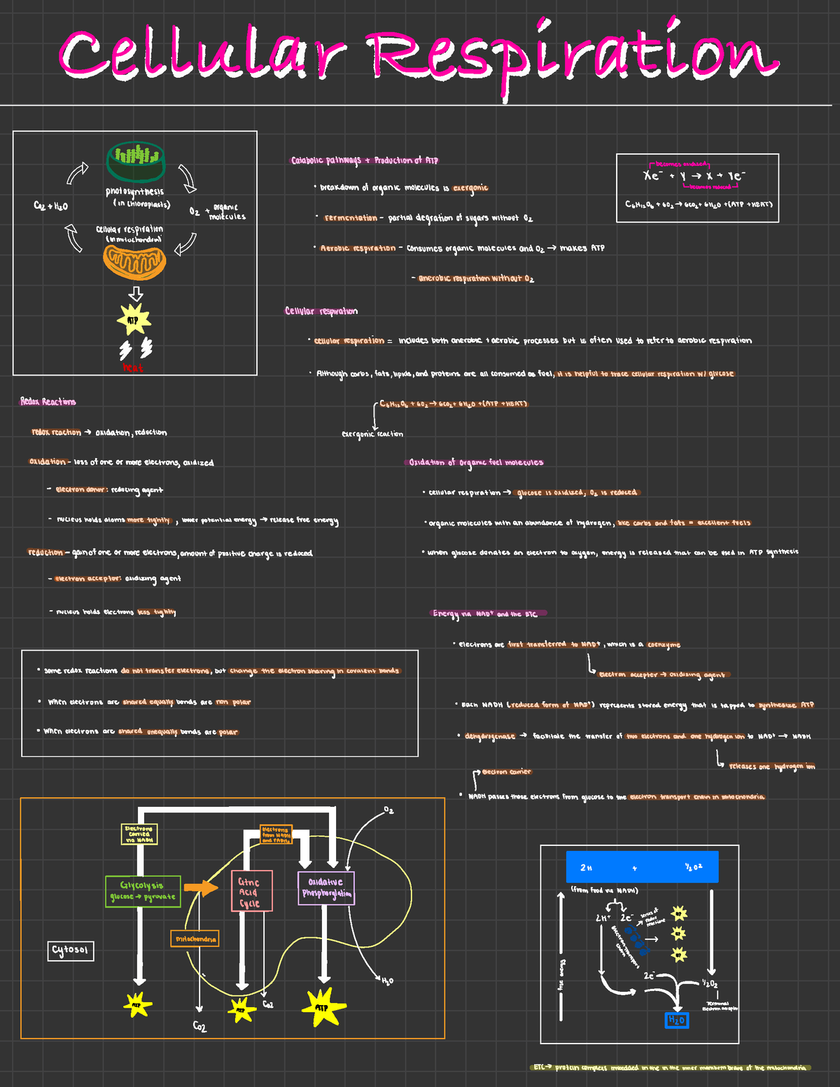 Bio 131 Lecture Notes For Cellular Respiration Part 1 Cellular Respiration Cellular