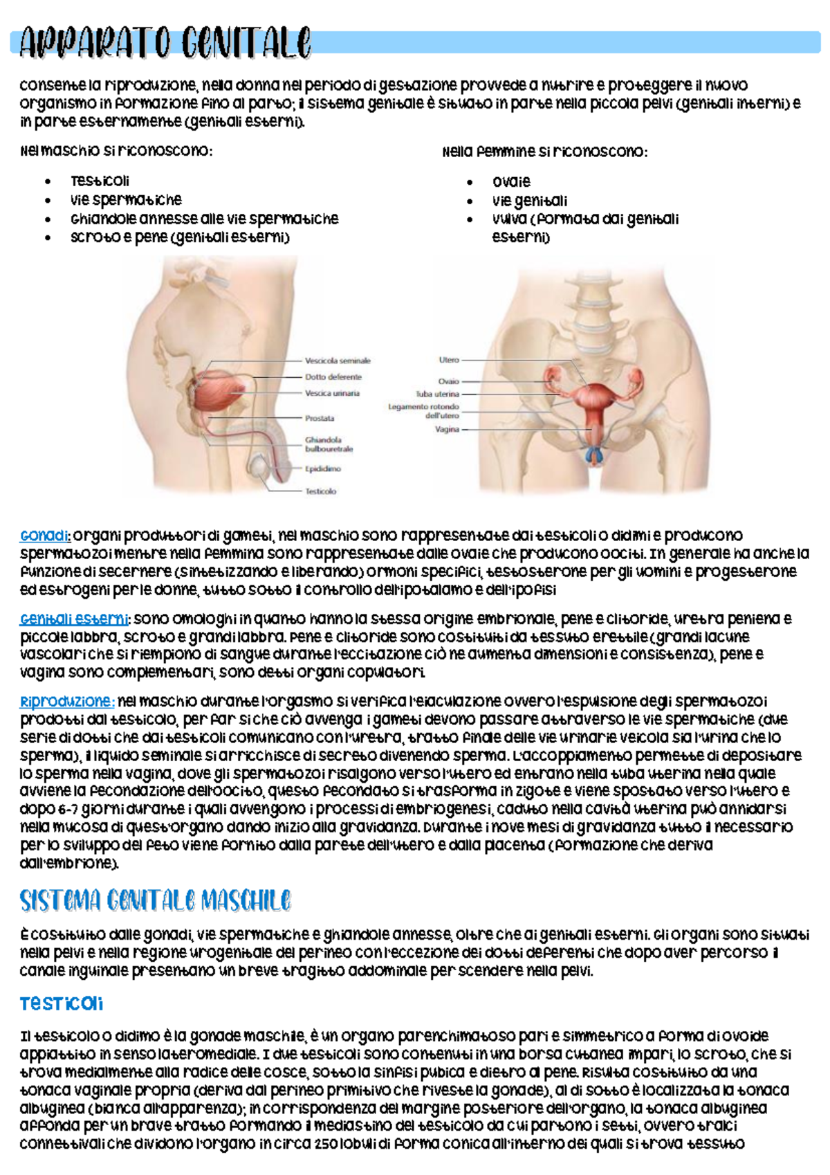 Apparato genitale - Riassunto anatomia umana elementi - Consente la  riproduzione, nella donna nel - Studocu