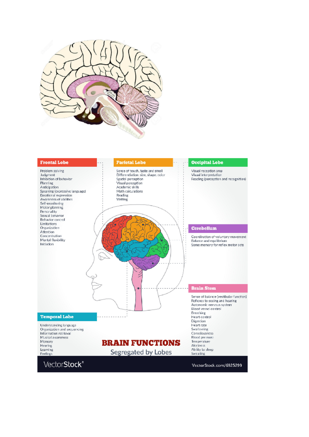 Document 2 - Lecture notes and books - PSYC102 - Studocu