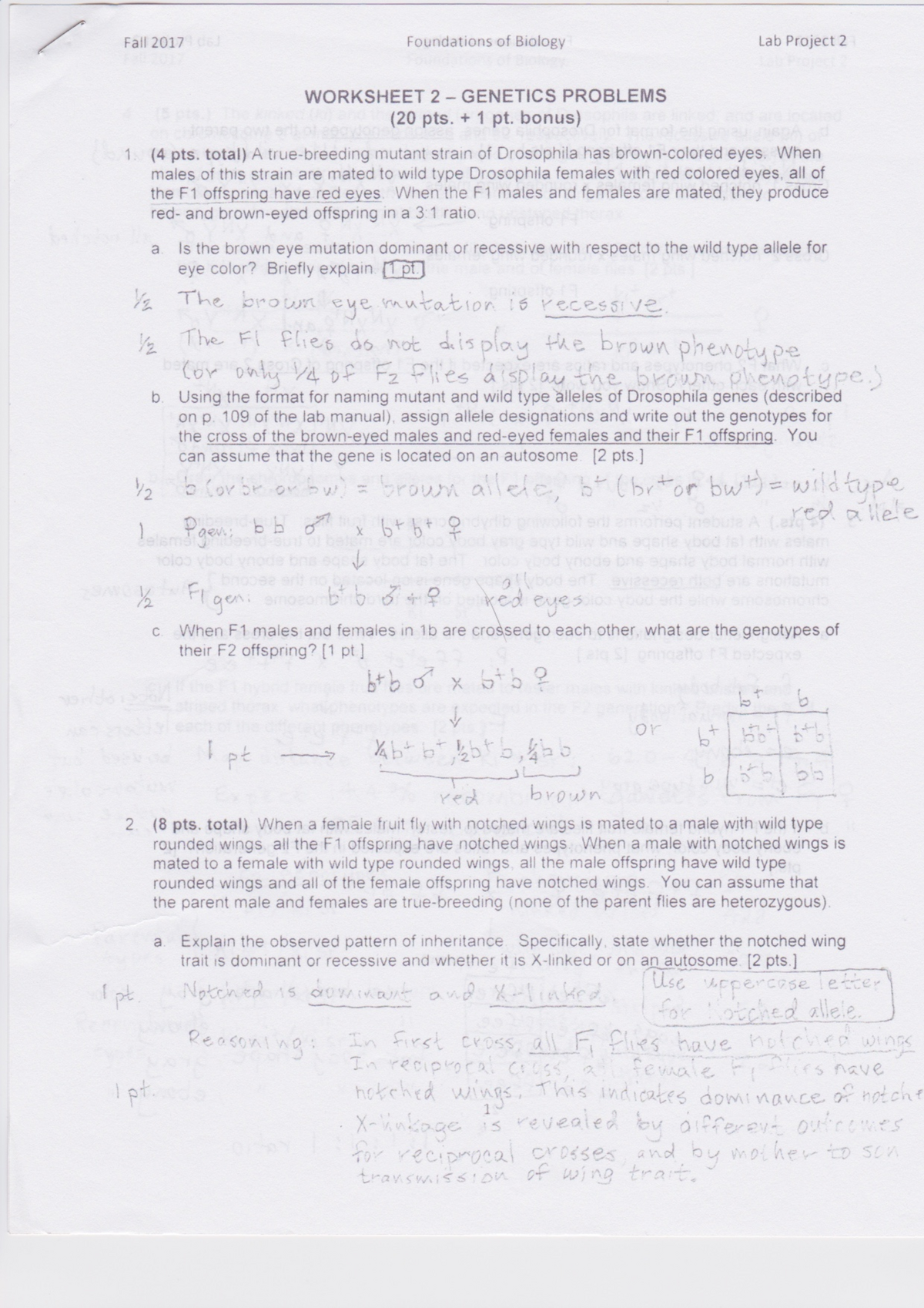 Genetics Problems Key (SET 20) - BIOL20AAA - Foundations of Within Genetics Problems Worksheet Answers