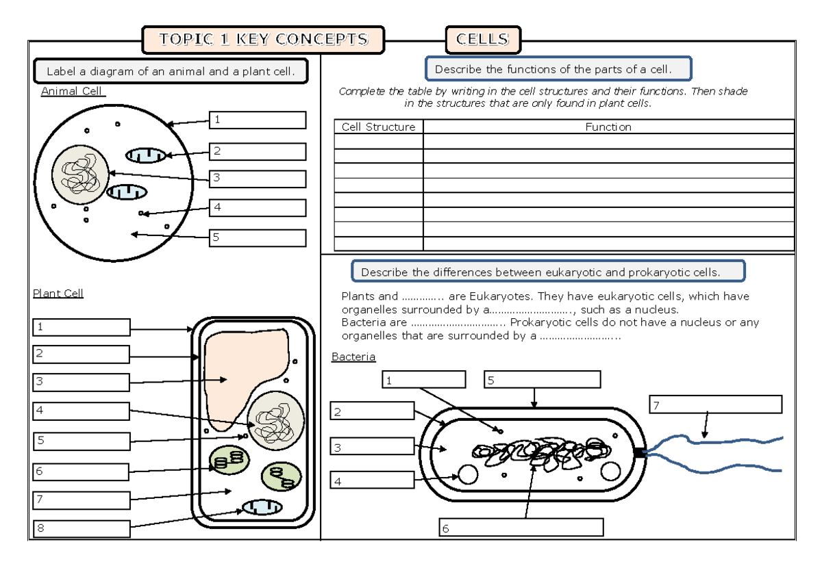 Cellspracticeworksheet - Plant Cell Cell Structure Function Animal Cell ...