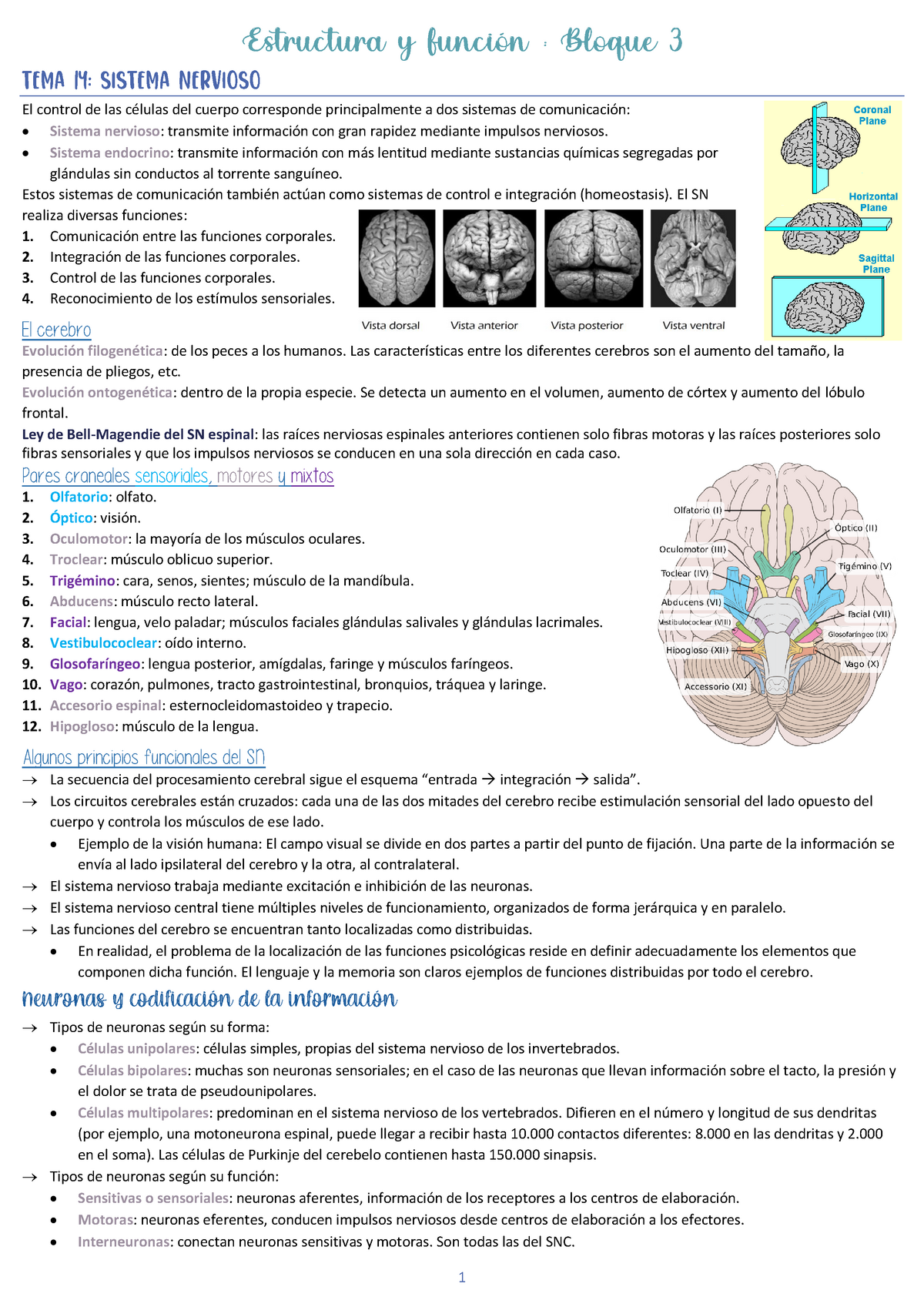 Estructura Y Función B3 - Estructura Y Función Del Cuerpo Humano - UIB ...