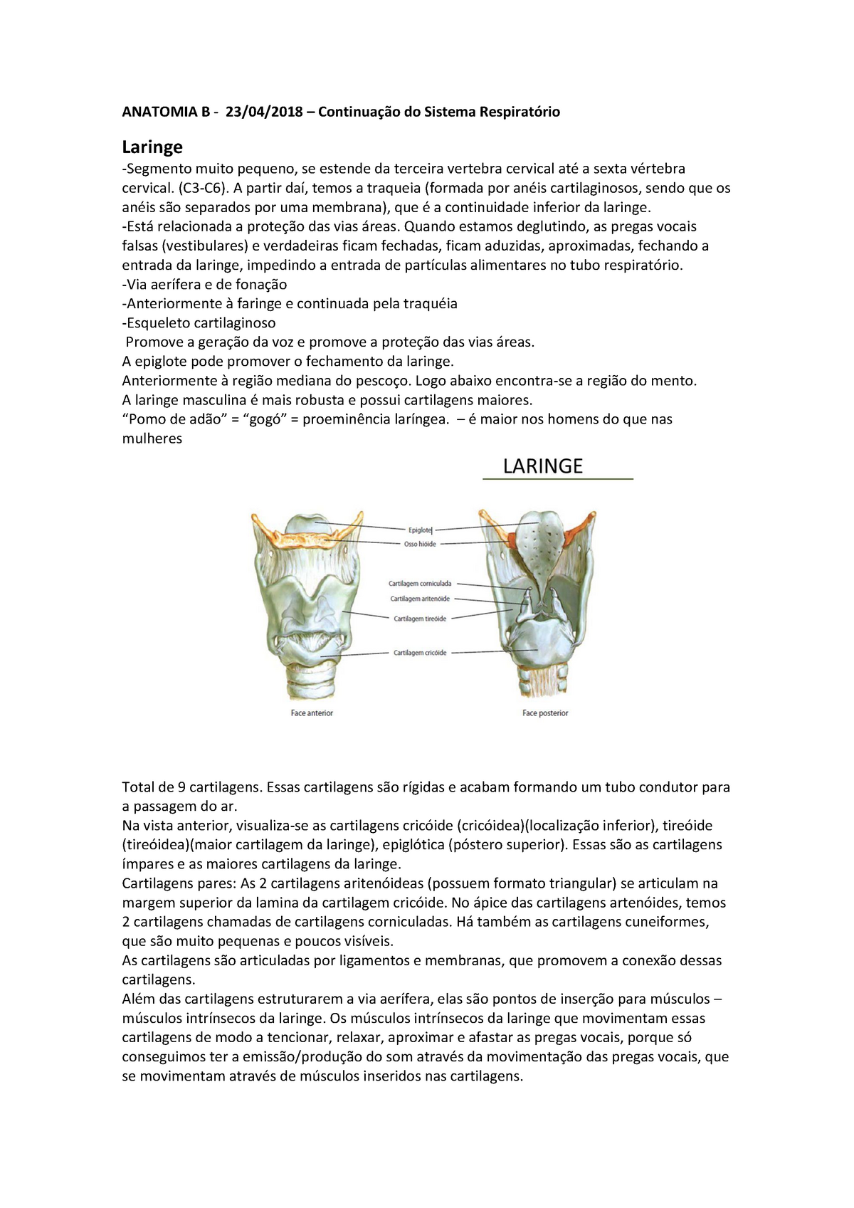 Anatomia B - Aula 7 - Sistema Respiratorio - ANATOMIA B Do Sistema ...