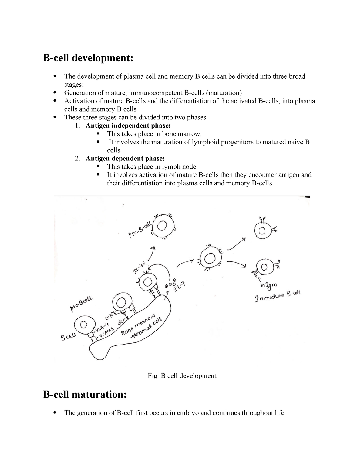 B Cell Maturation - B CELL - B-cell Development: The Development Of ...