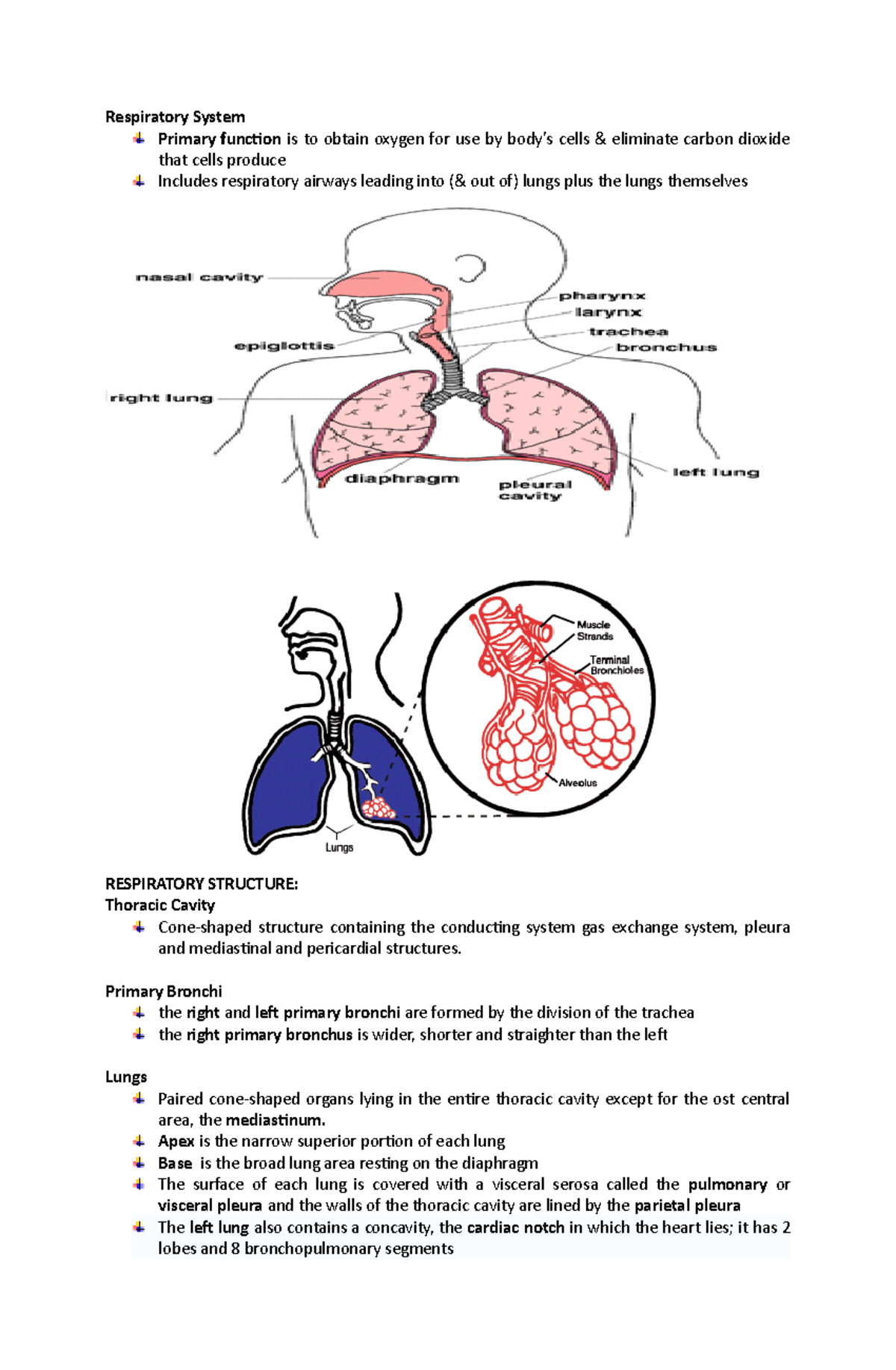 Anatomy and physiology on respiratory - Respiratory System Primary ...