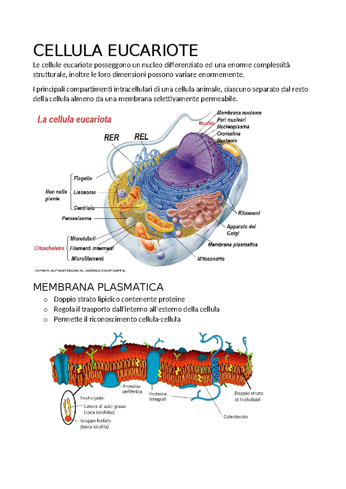 Biologia - CELLULA EUCARIOTE Le cellule eucariote posseggono un nucleo ...