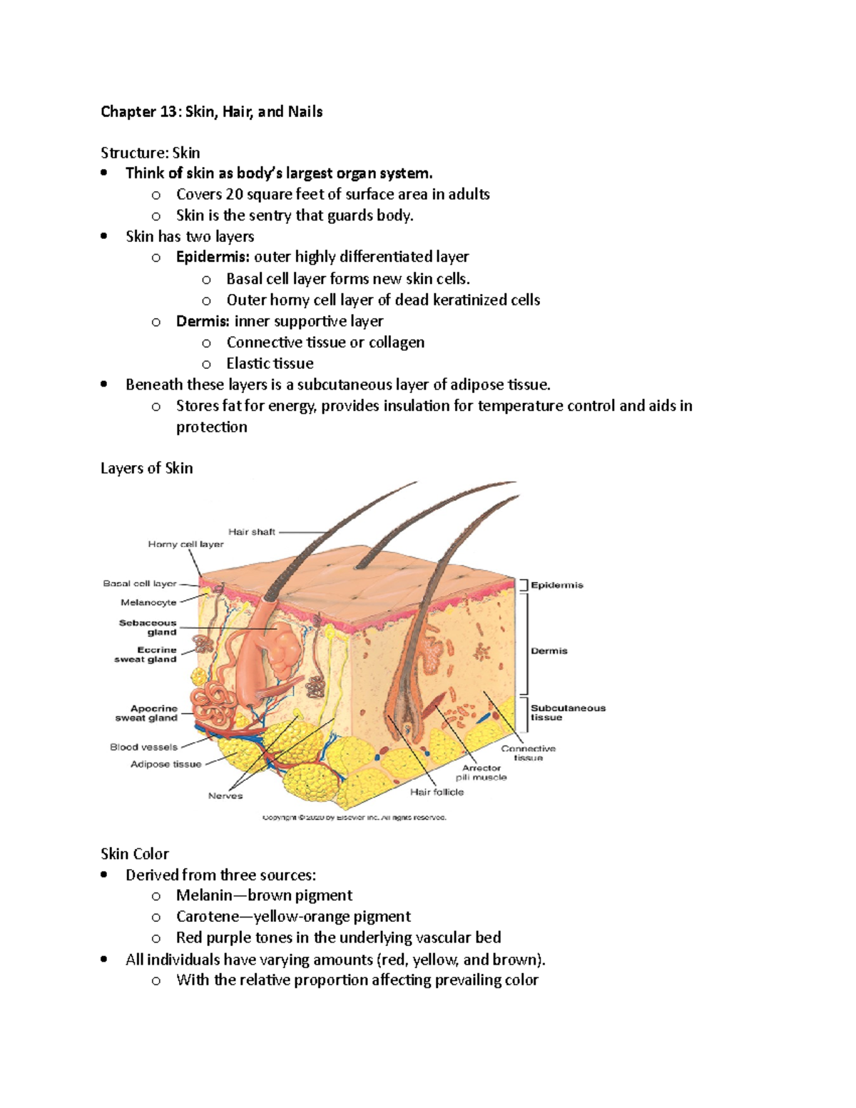 Chapter 13 - Chapter 13: Skin, Hair, and Nails Structure: Skin Think of ...