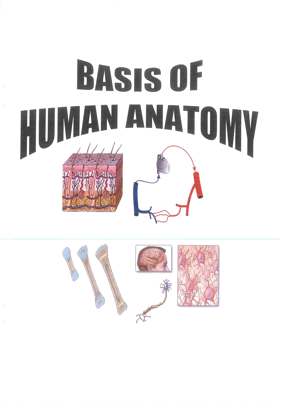 Anatomy Basic - Studocu