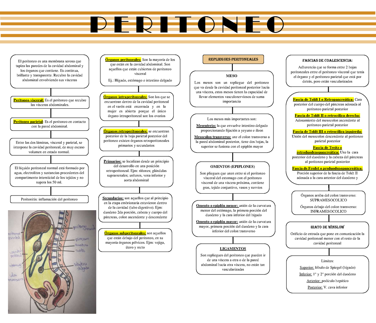 peritoneo visceral vs peritoneo parietal