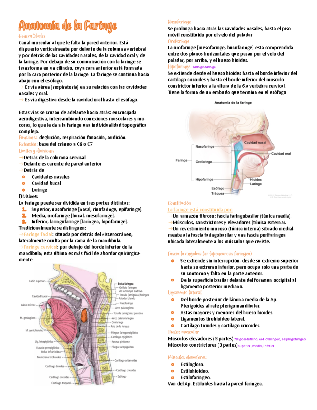 Anatomia de la faringe - Apuntes de clase - Generalidades Canal ...