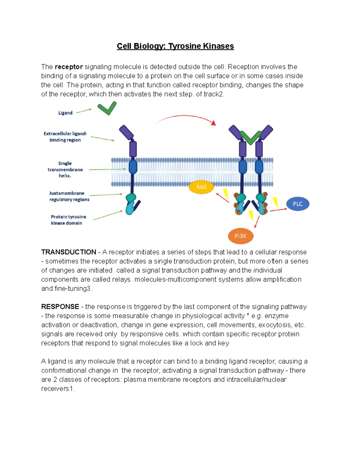 Cell Biology Tyrosine Kinases - Reception involves the binding of a ...