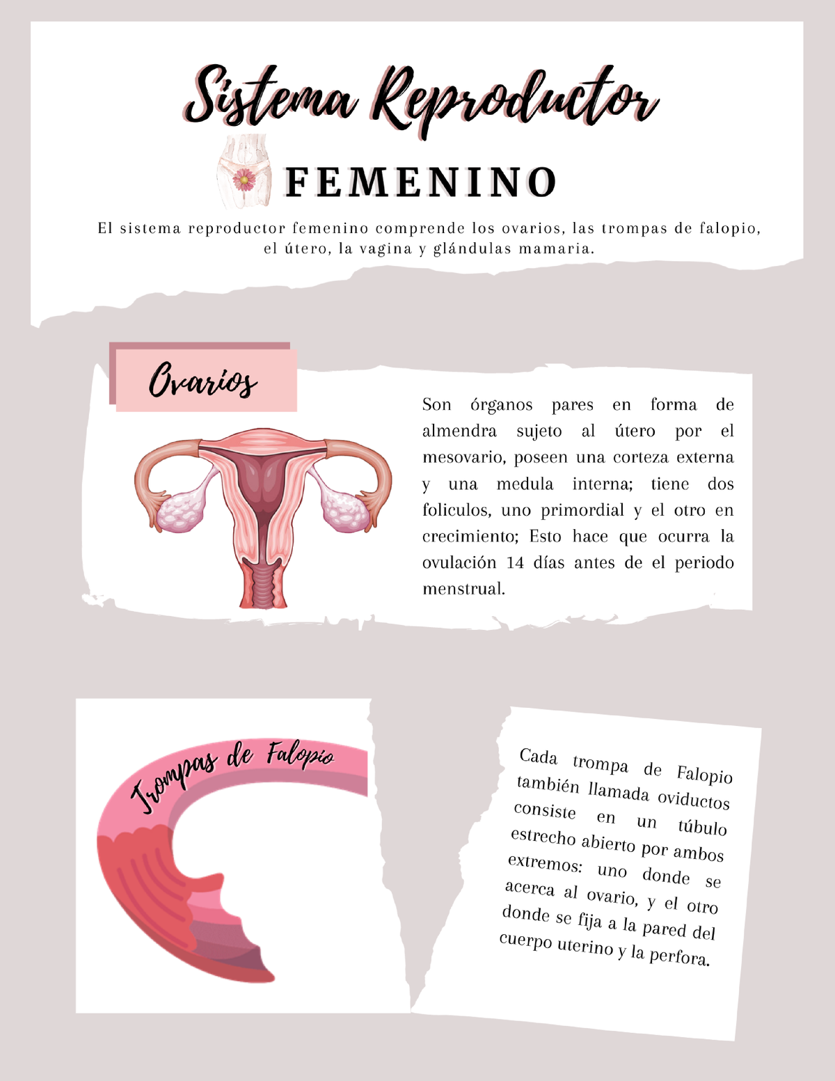 Infografia Sistema Reproductor Femenino Letras Studocu