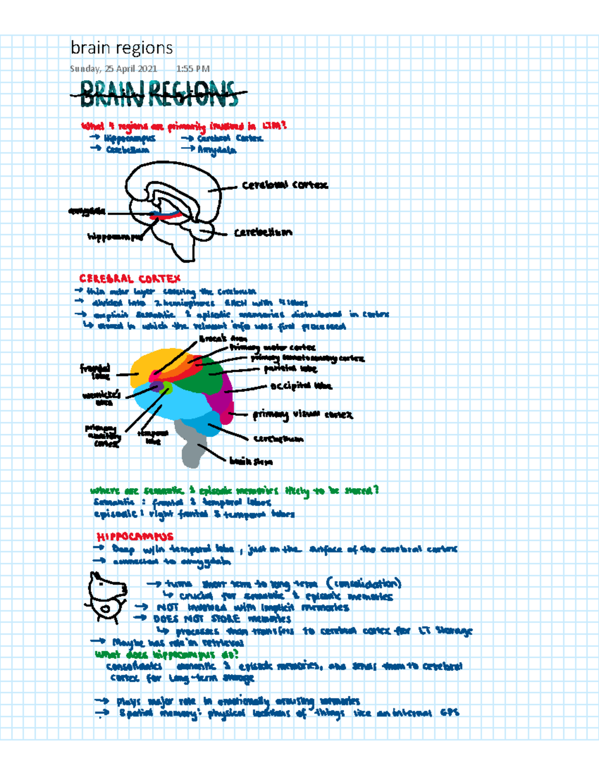 Sell notes - VCE PSYCHOLOGY Brain Regions associated with Memory ...