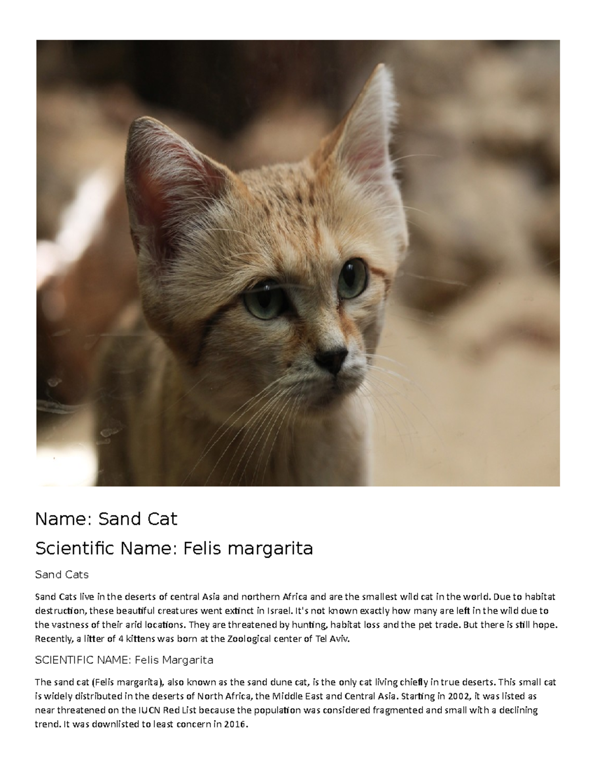 feral-cat-invasive-species-of-the-virgin-islands