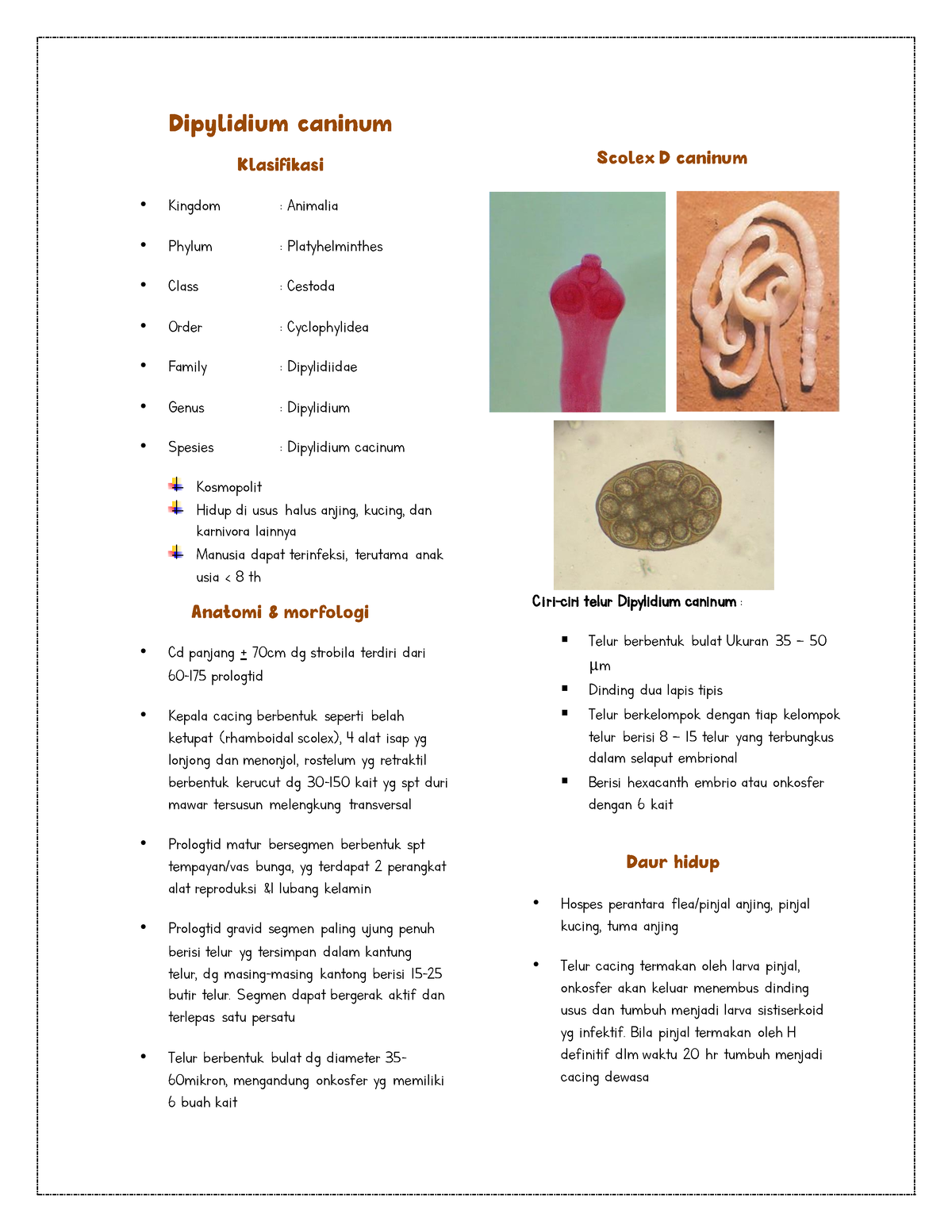 p7-dipylidium-caninum-rangkuman-kuliah-parasitologii-dipylidium