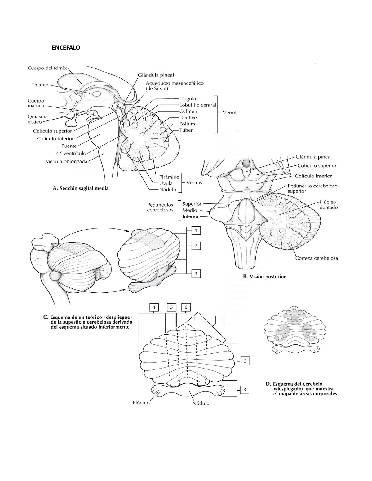 Encefalo - 00ugugbujhb - Anatomía - ENCEFALO VENTRINCULOS ENCENFALICOS ...