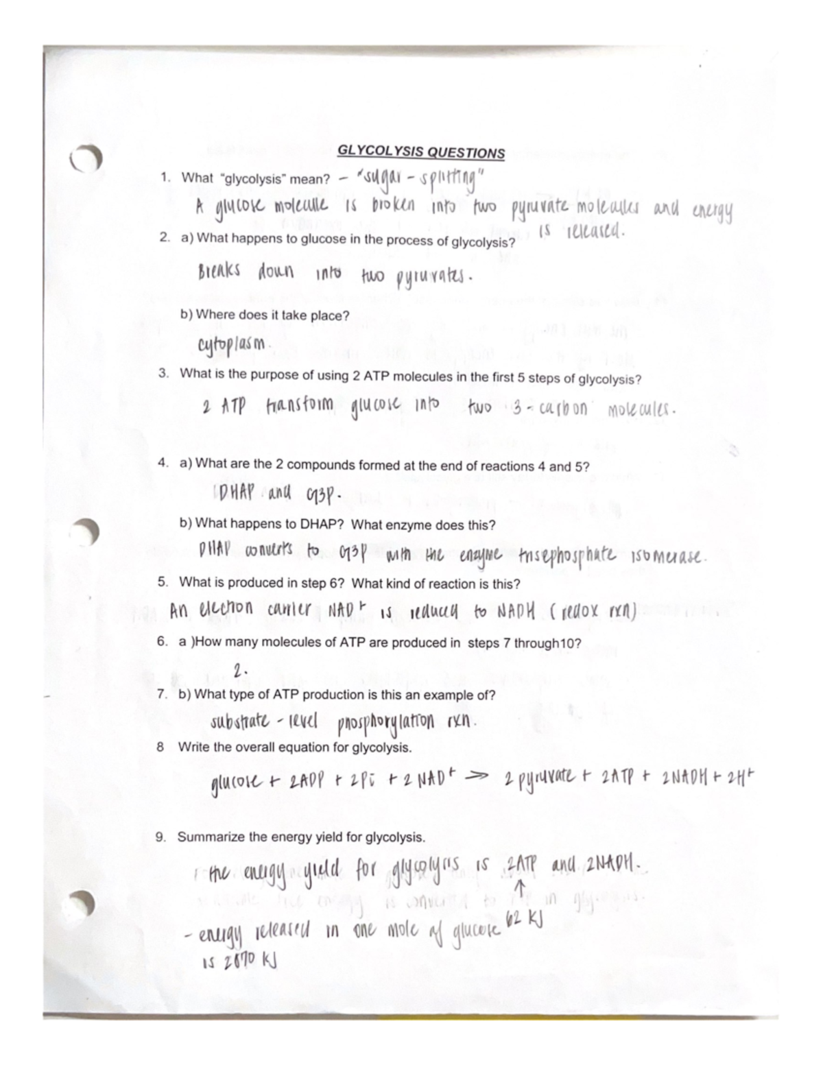 glycolysis essay questions and answers pdf