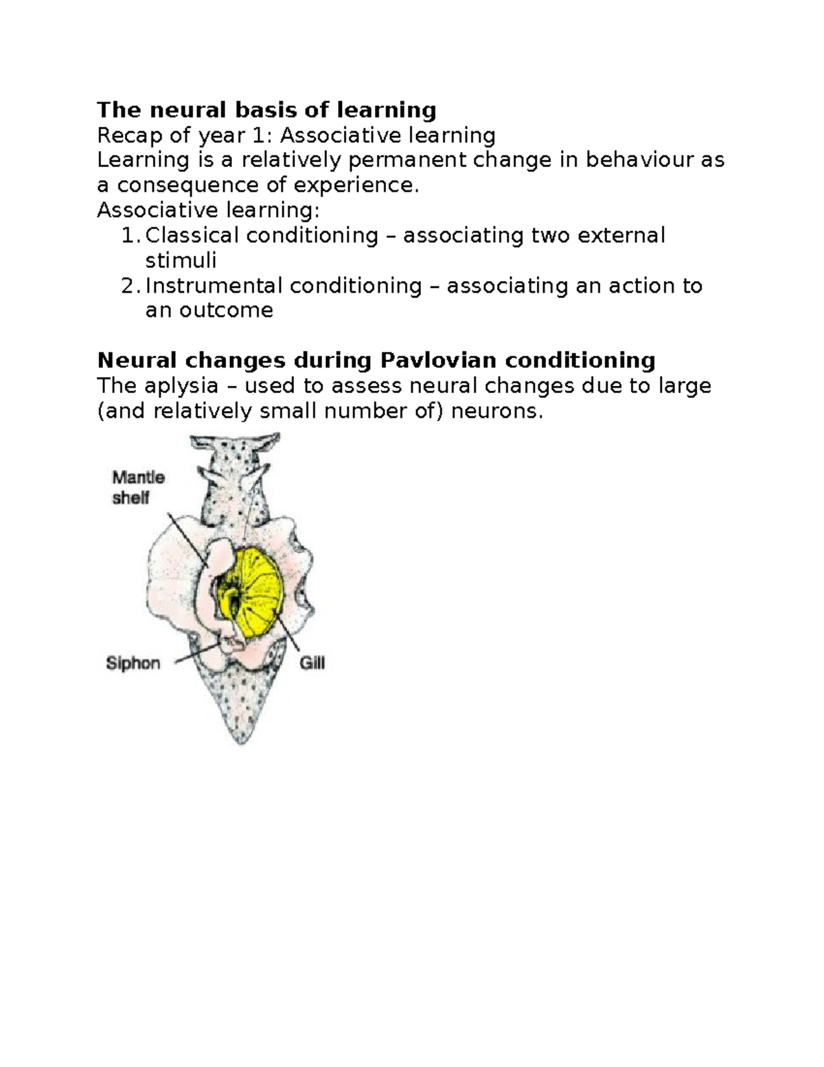 Lecture 13 - The Neural Basis Of Learning - The Neural Basis Of ...