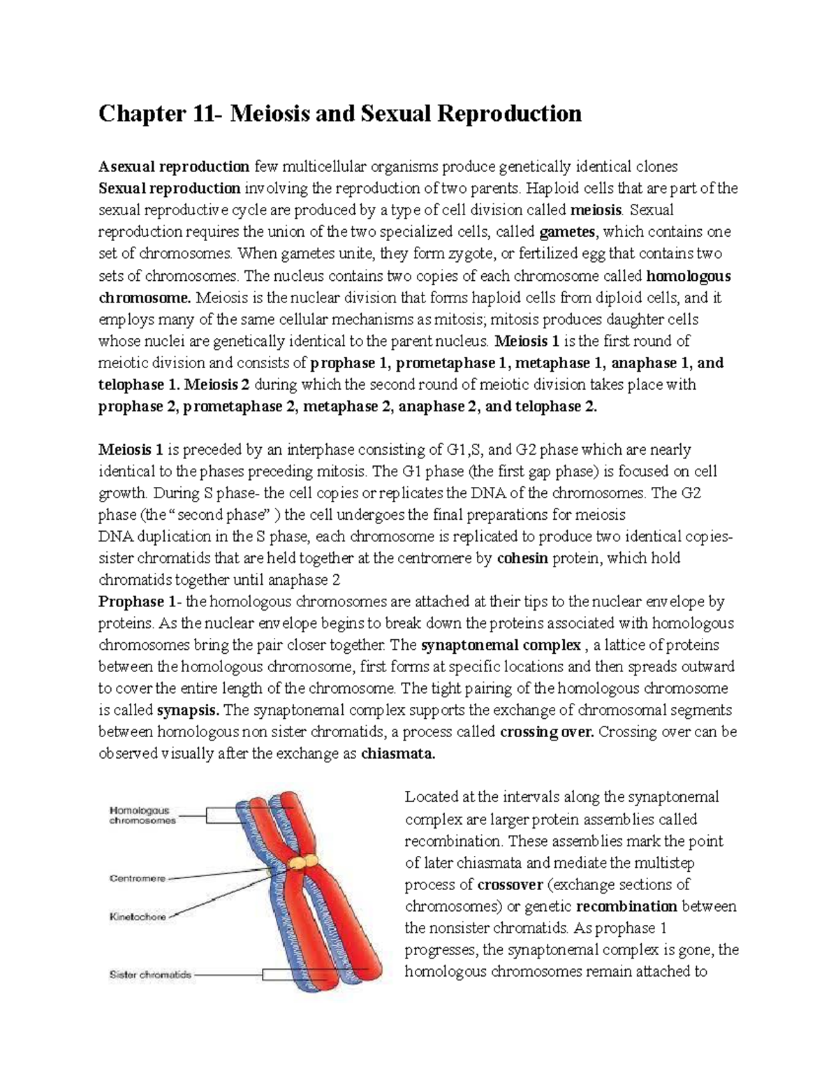 Chapter 11- Meiosis And Sexual Reproduction - Haploid Cells That Are ...