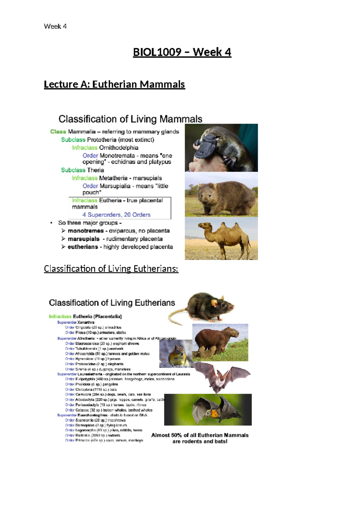 BIOL1009 - W4 - Week 4 notes - BIOL1009 – Week 4 Lecture A: Eutherian ...