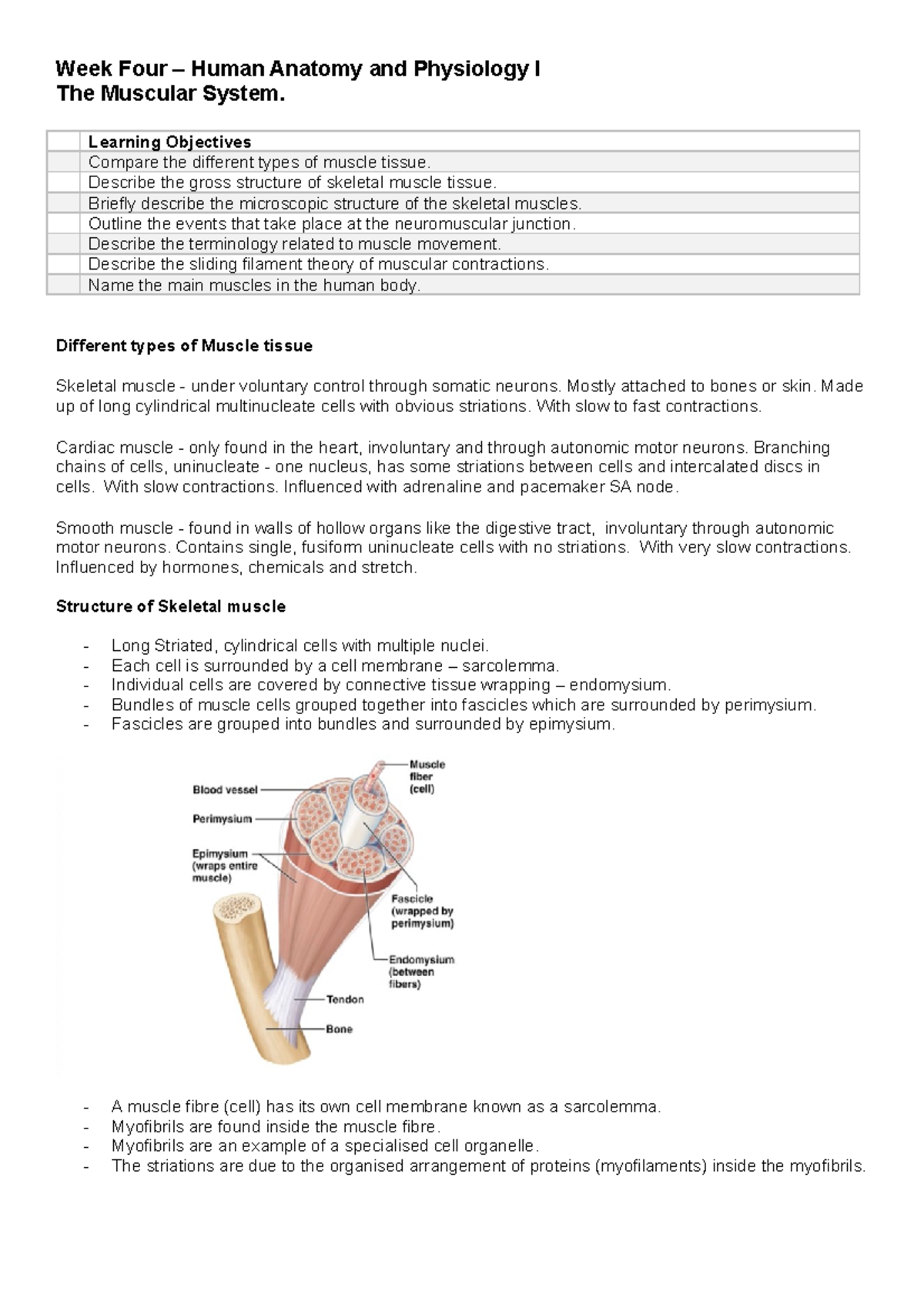 Week Four – The Muscular System - Week Four – Human Anatomy and ...