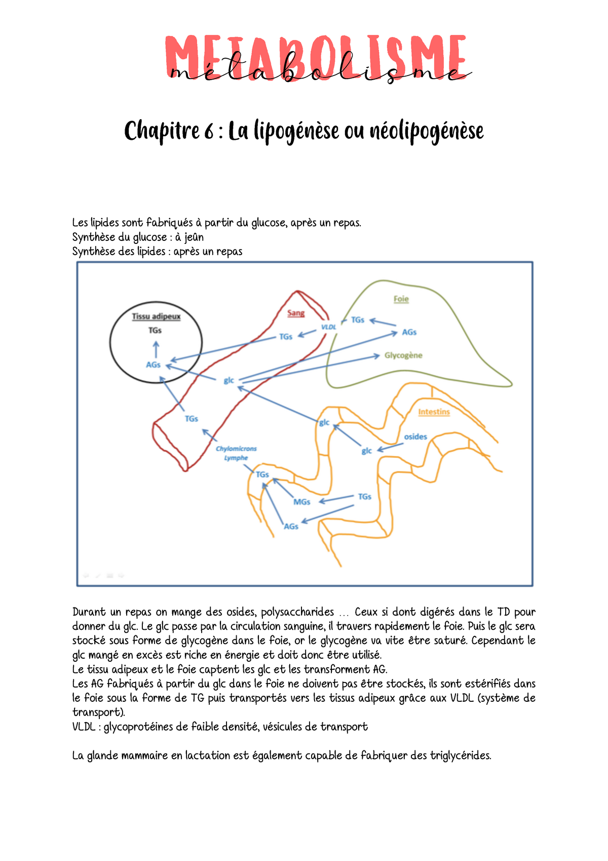 Chap Lipog N Se Enzymologie Et M Tabolisme Ucbl Studocu