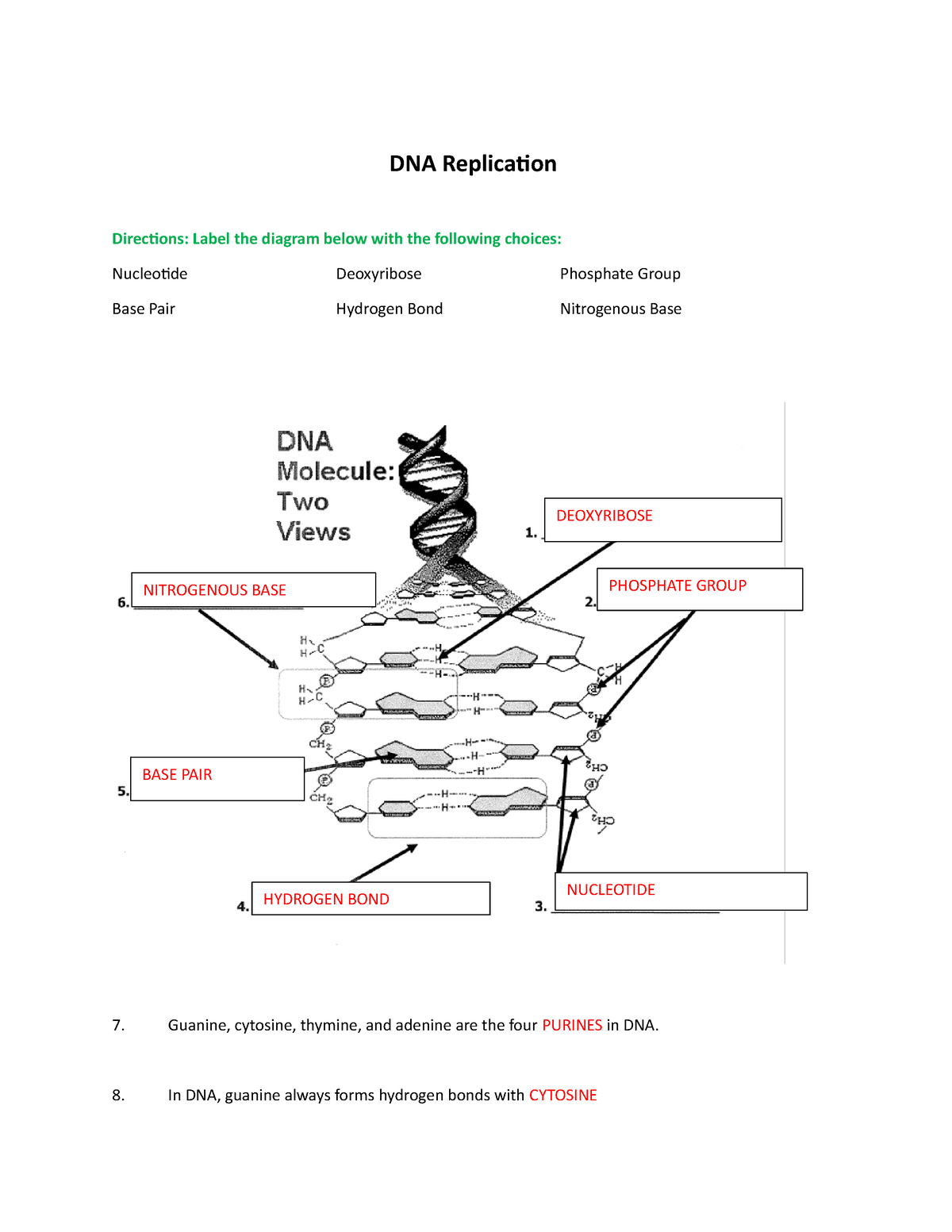 dna replication diagram worksheet