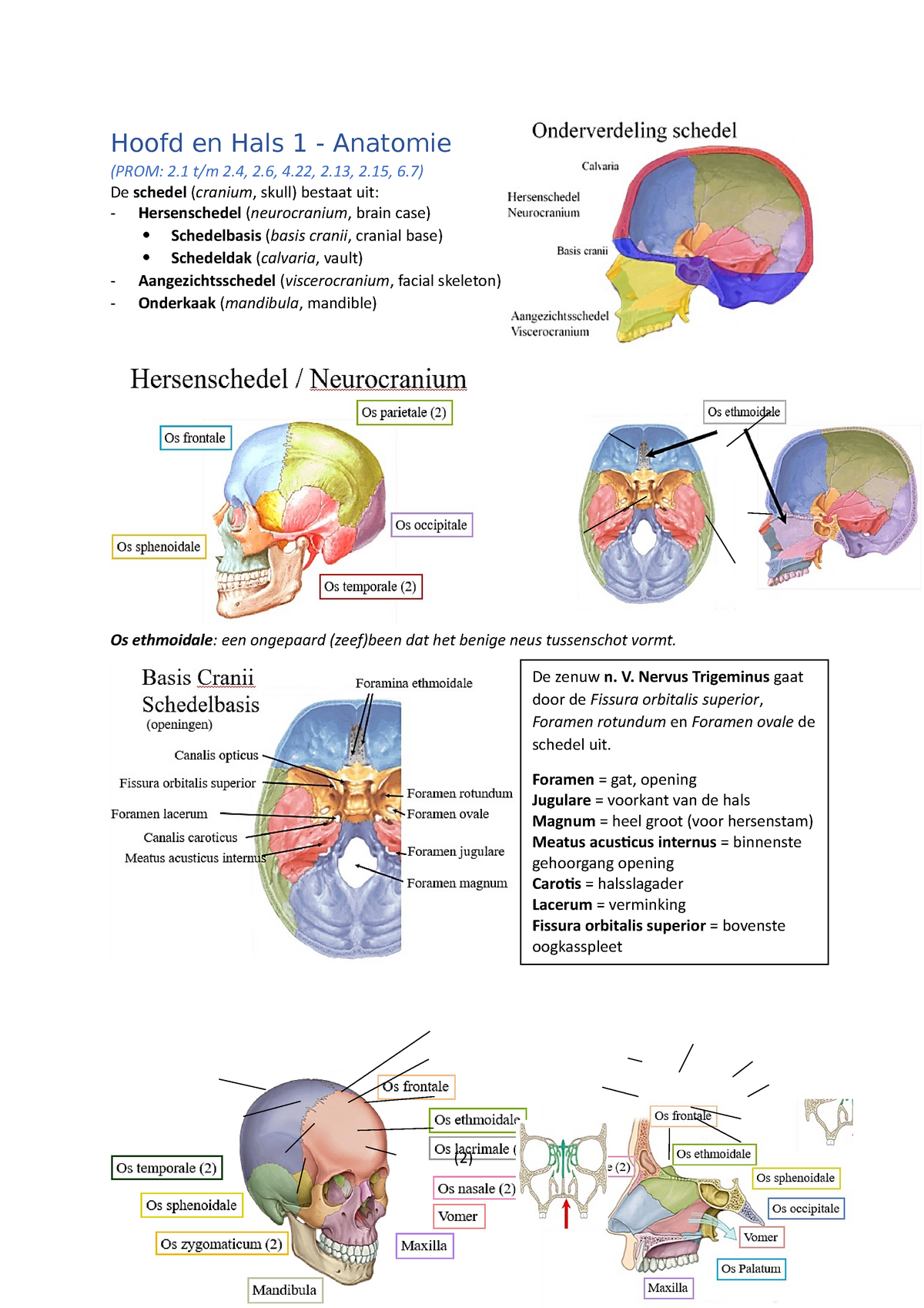 Hoofd En Hals 1 Zso 9 En 10 Hoofd En Hals 1 Anatomie Prom 2 Tm 2