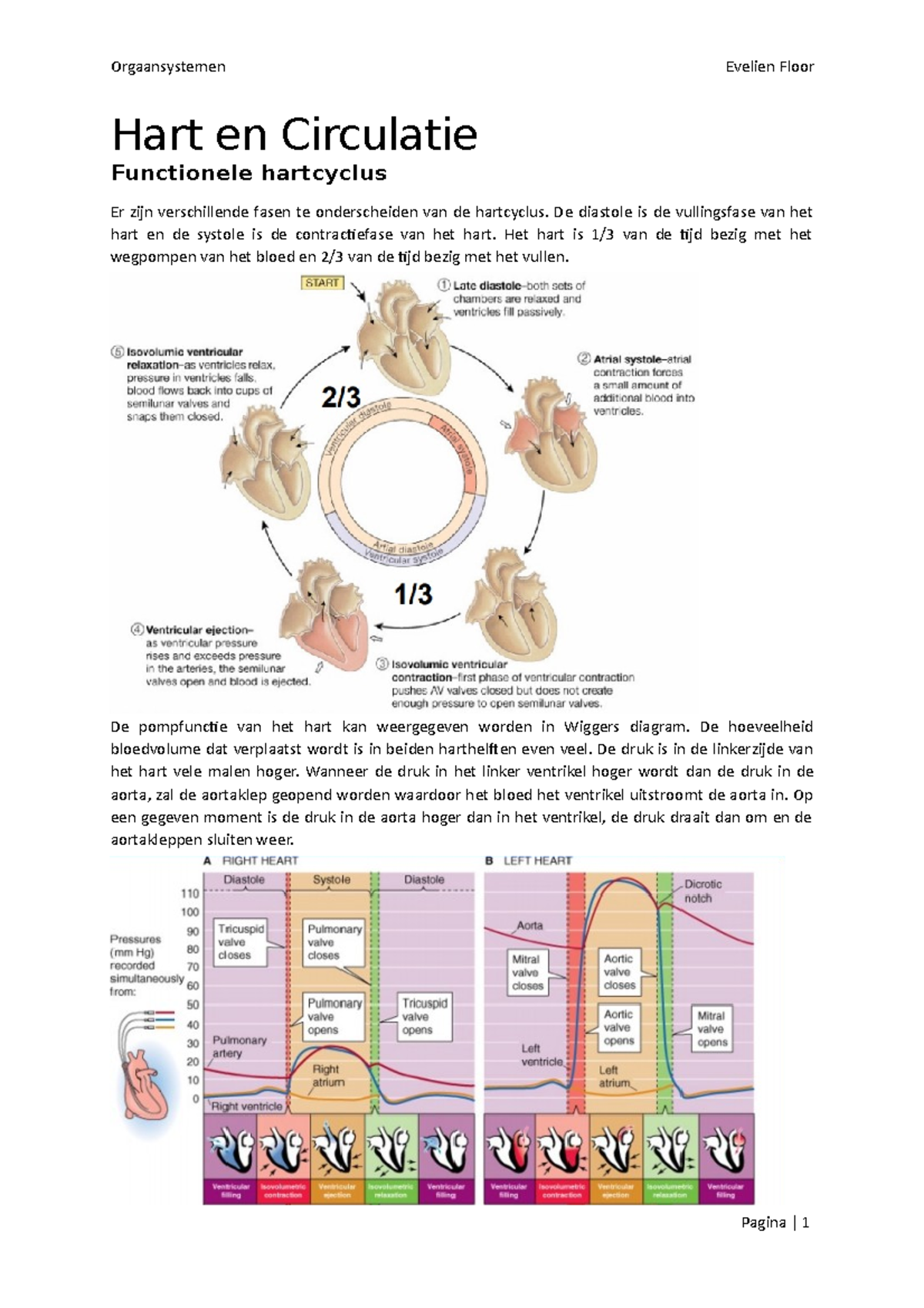 Hart en Circulatie - De diastole is de vullingsfase van het hart en de ...