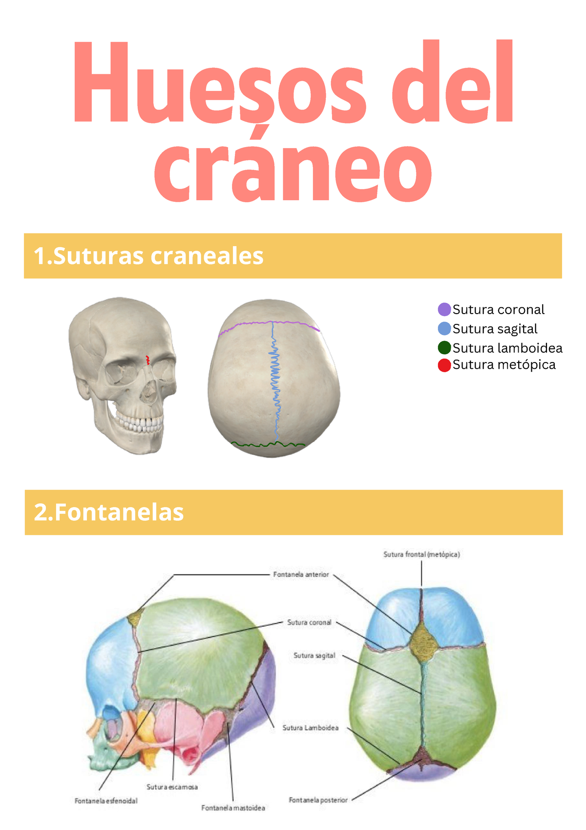 Huesos Del Cráneo - 1 Craneales 2 Huesos Del Cráneo Sutura Coronal ...