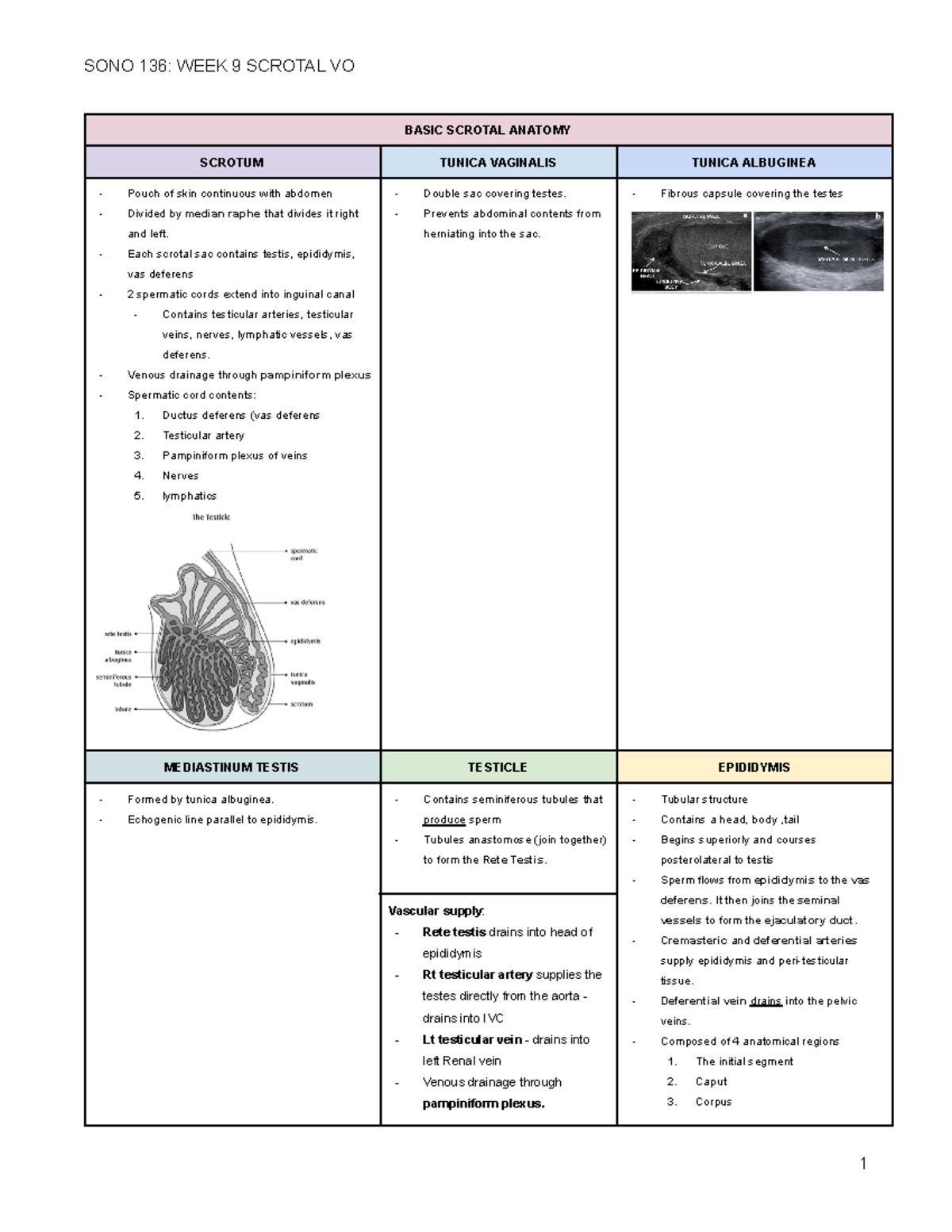 SONO 136 WEEK 9 Scrotal VO - BASIC SCROTAL ANATOMY SCROTUM TUNICA ...