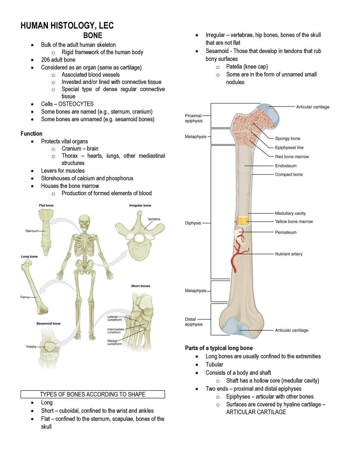 Histo Lec bone n blood - Hope makahelp hehe - BONE Bulk of the adult ...