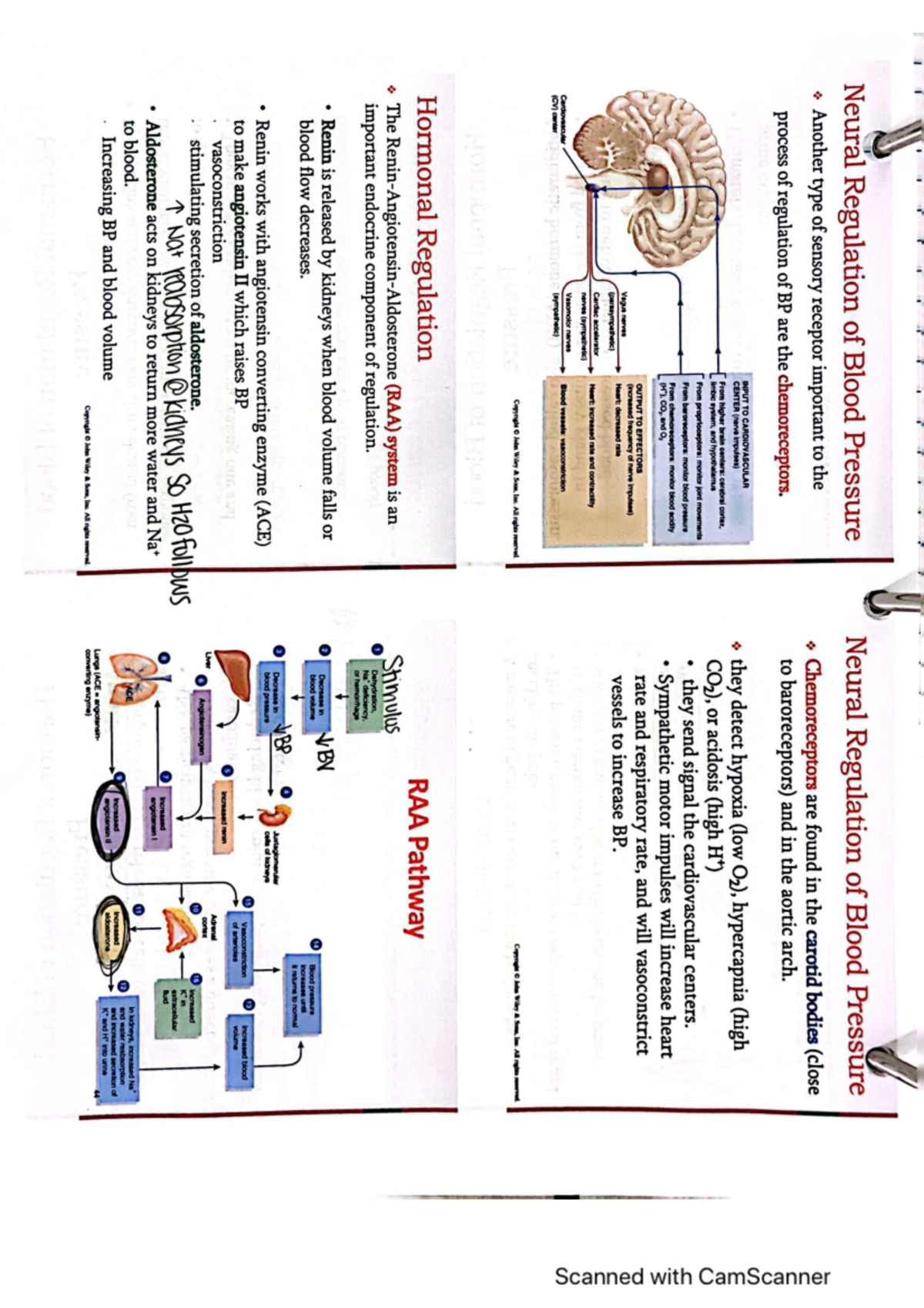 Anatomy Chapter 21 Second Part - BIOL 142 - Studocu