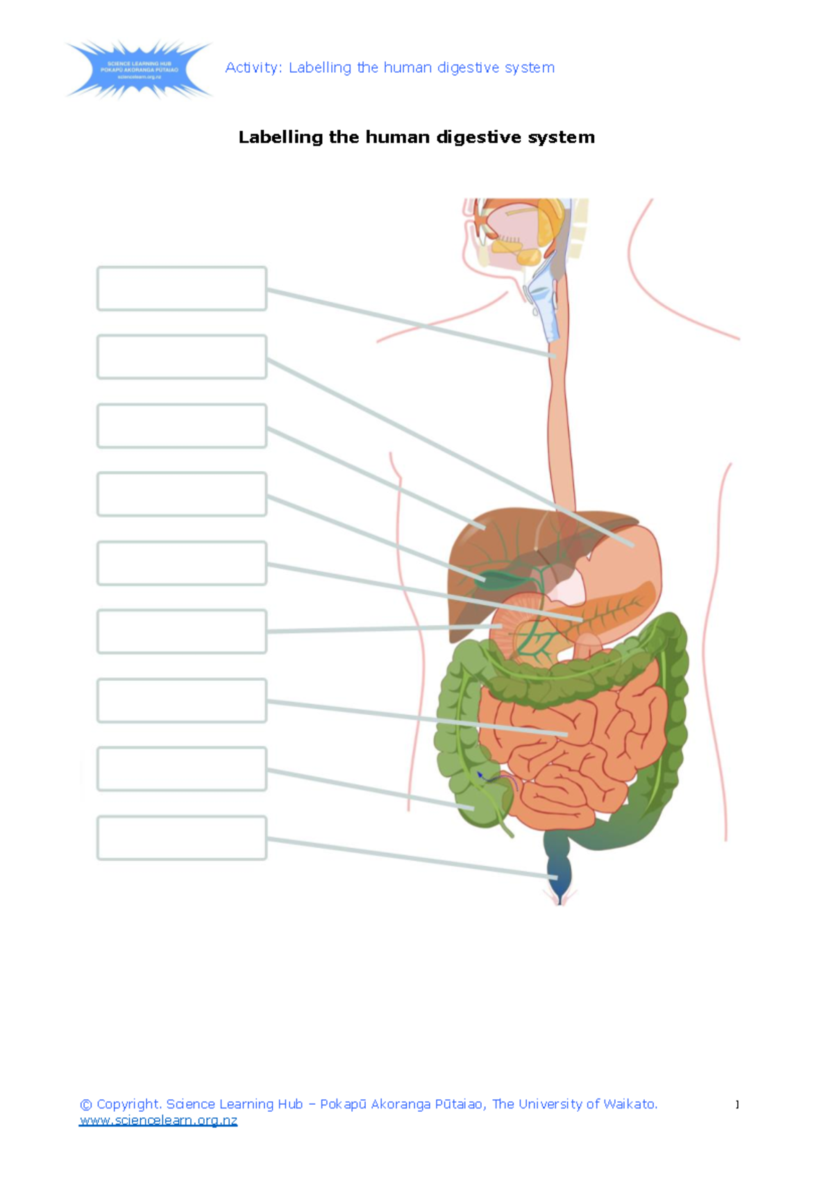 Label the human digestive system download - BSED Science - Activity ...