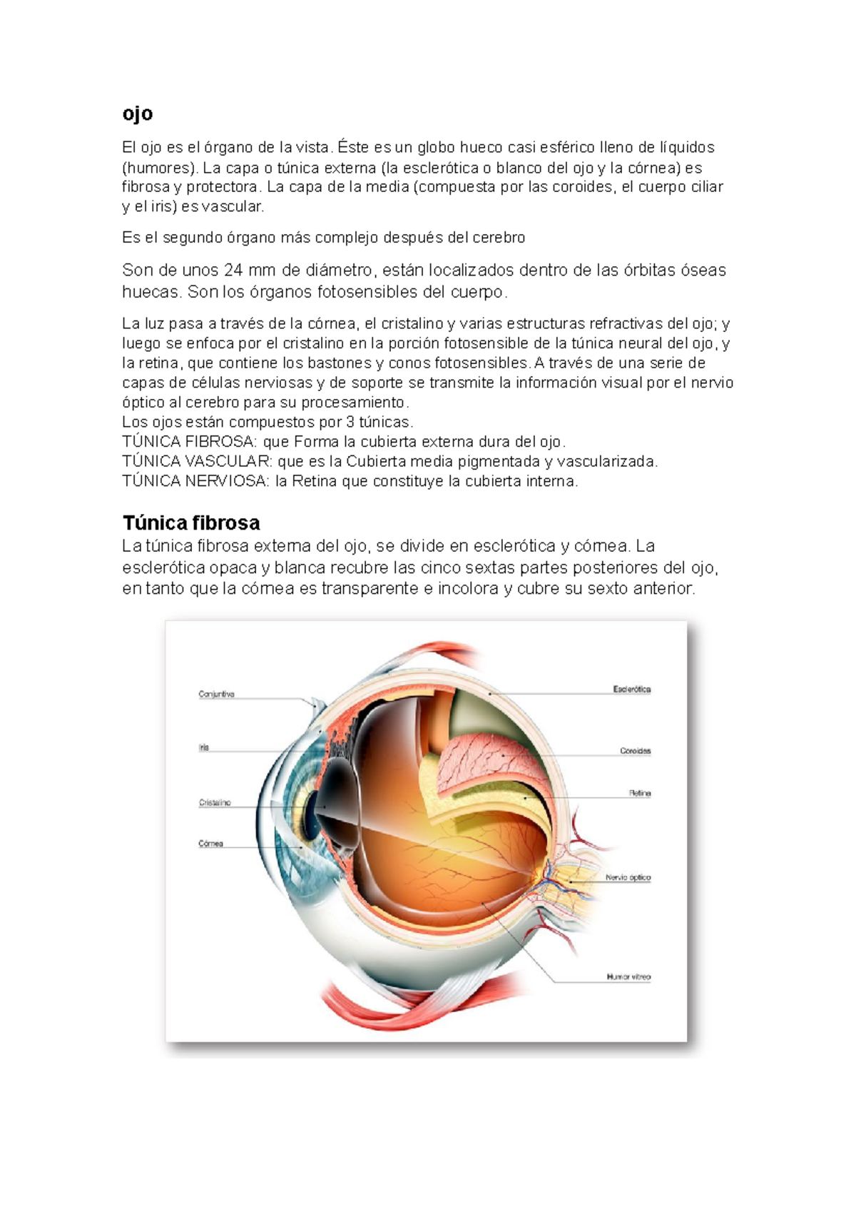 Túnica fibrosa OJO ojo El ojo es el órgano de la vista. Éste es un