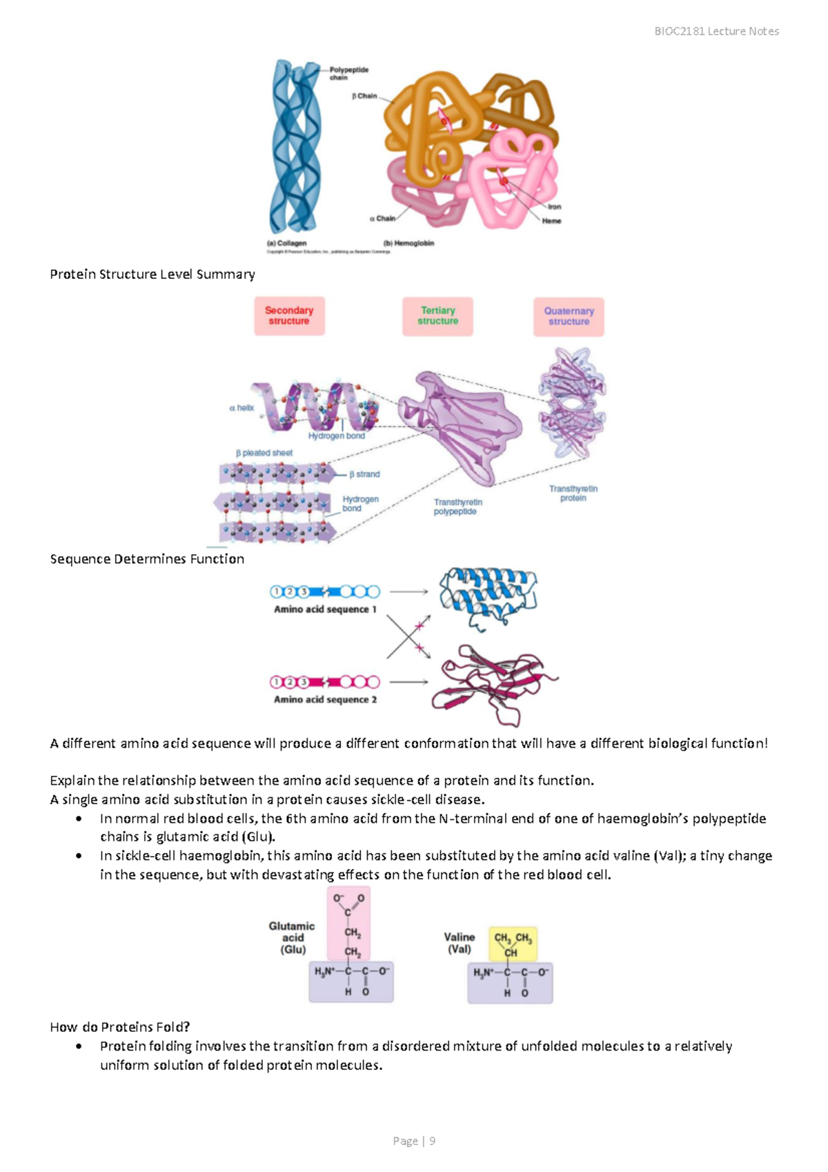 BIOC2181- Lecture Notes 8 - Warning: TT: undefined function: 32 Warning ...