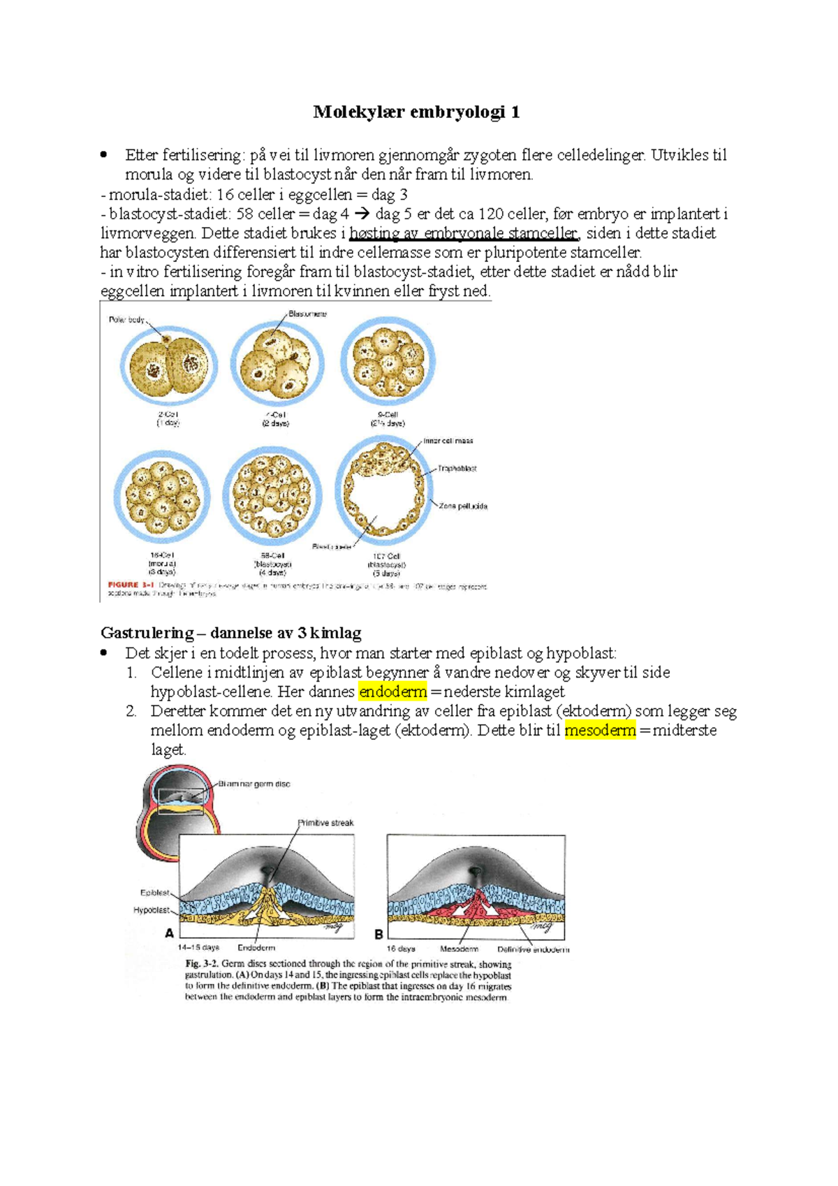 Molekylær embryologi 1 - Utvikles til morula og videre til blastocyst ...