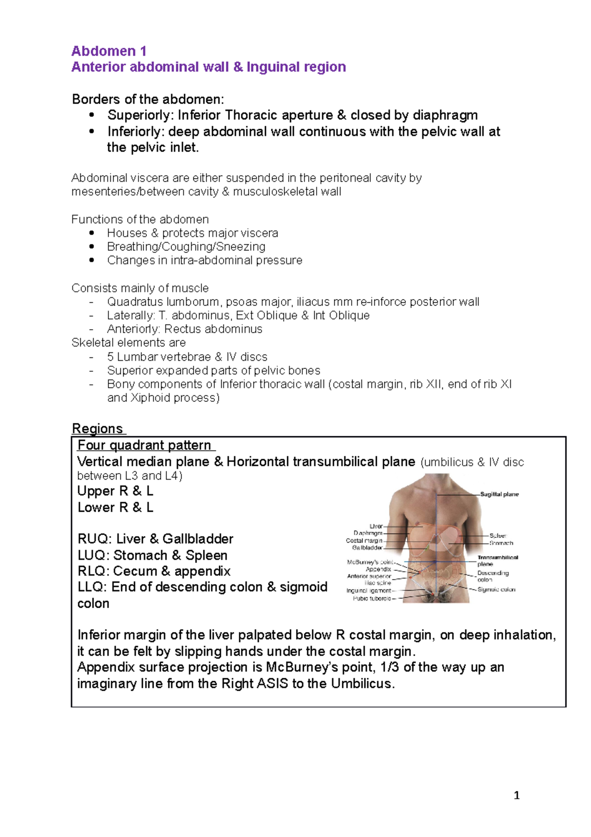 Anterior abdominal wall & inguinal region - Abdominal viscera are ...