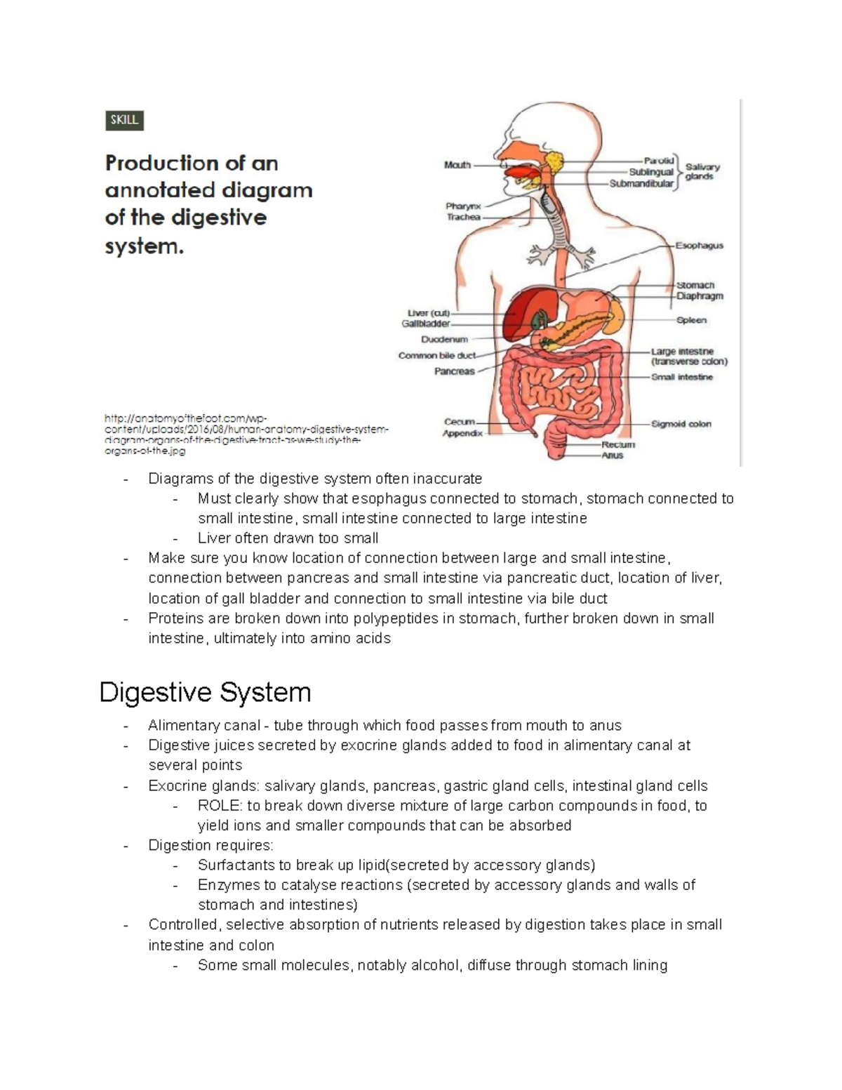 6.1 - Digestion and Absorption - Diagrams of the digestive system often ...