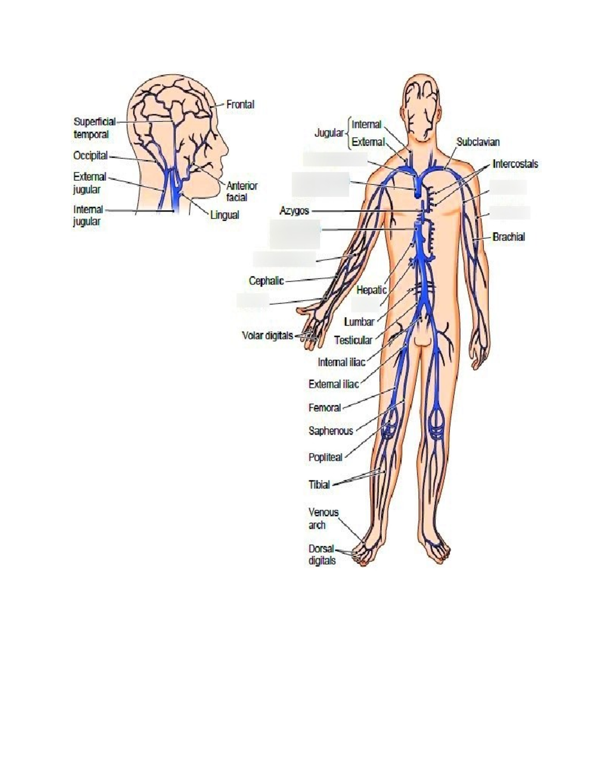 Veins Full Document - Vein Info Full Question - Veins Carry Blood 