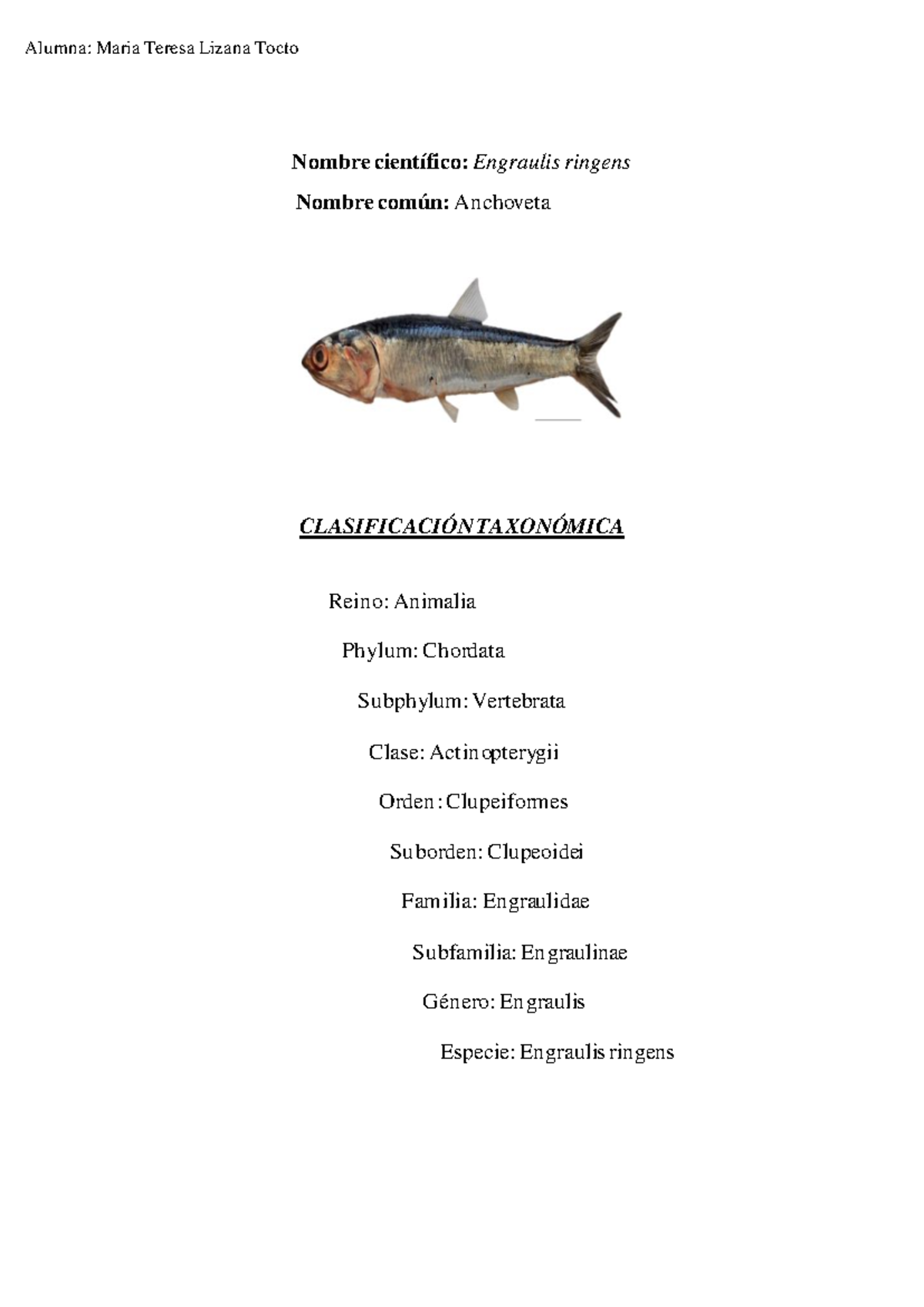 Especies Nuevo - eee - Nombre científico: Engraulis ringens Nombre ...