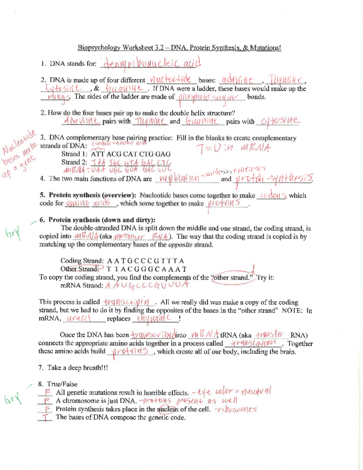 Protein Synthesis Review Worksheet Answers