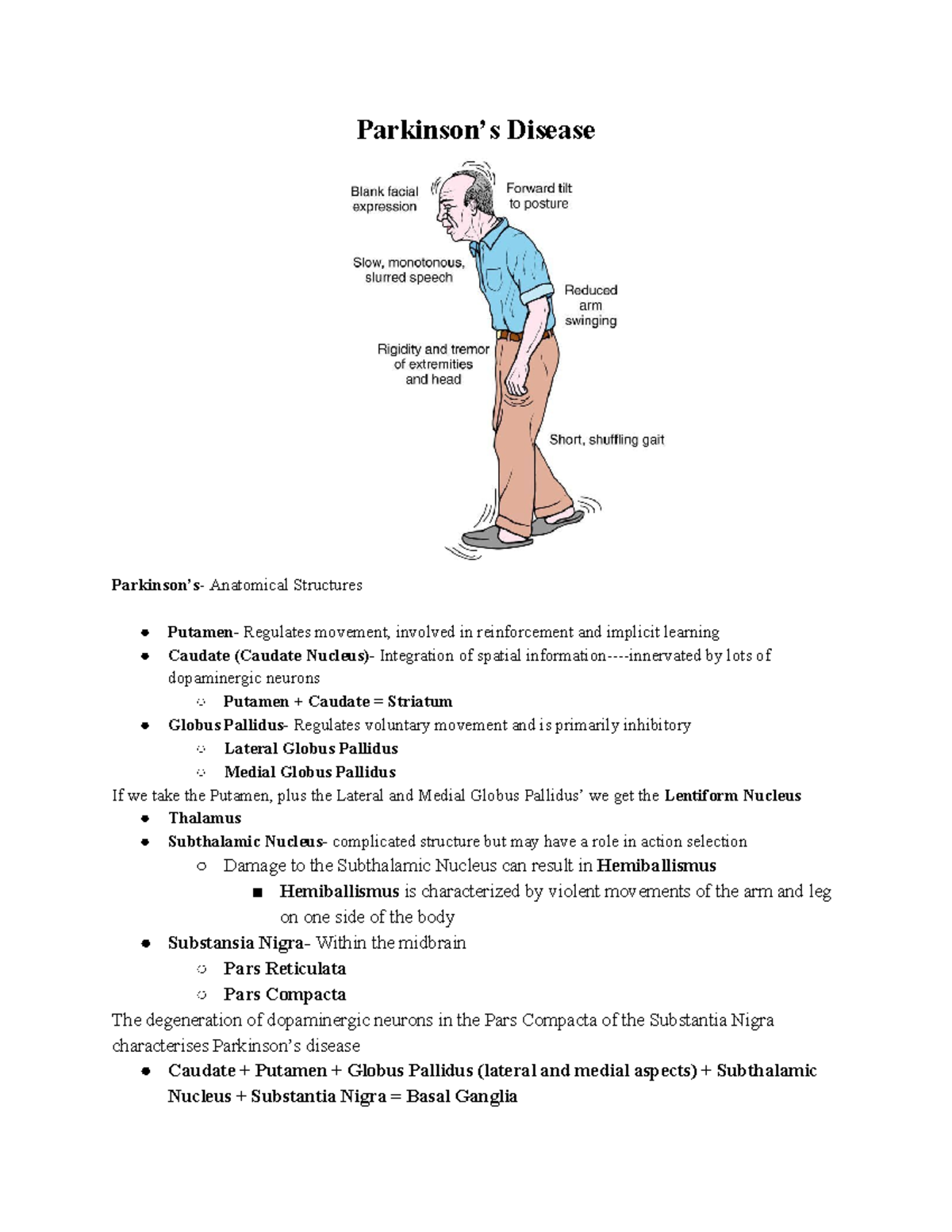 Personal Study sheet Parkinson’s Disease Parkinson’s Anatomical Structures Putamen