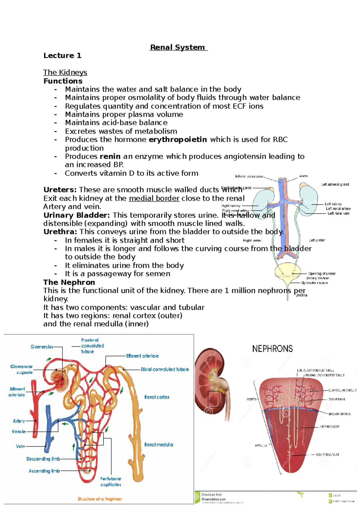 Renal System copy - Renal System Lecture 1 The Kidneys Functions ...