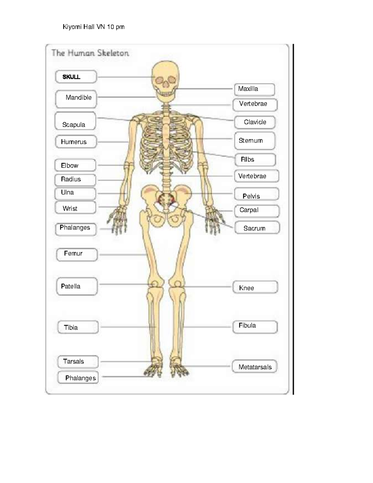 Bones labeling - homework - Studocu