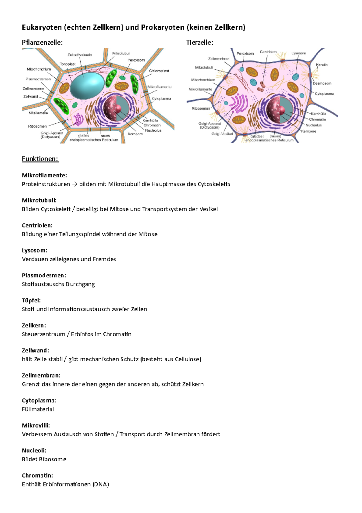 Unterschied Zwischen Pflanzen Und Tierzellen Pflanzen und Tierzelle - Eukaryoten (echten Zellkern) und Prokaryoten