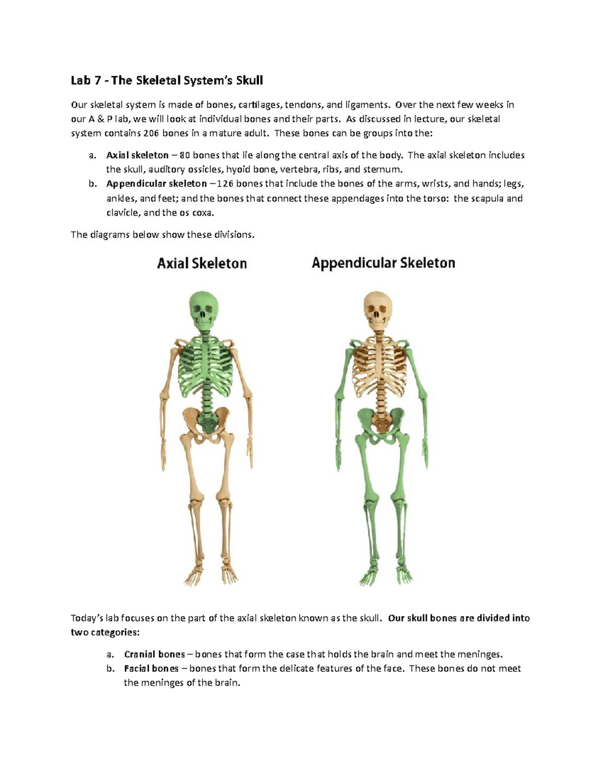 Skull Lab Quizlet 45 - jpptz12