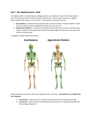 Lecture 15 - Anatomy of the Brain - The CNS – The Brain In our last ...