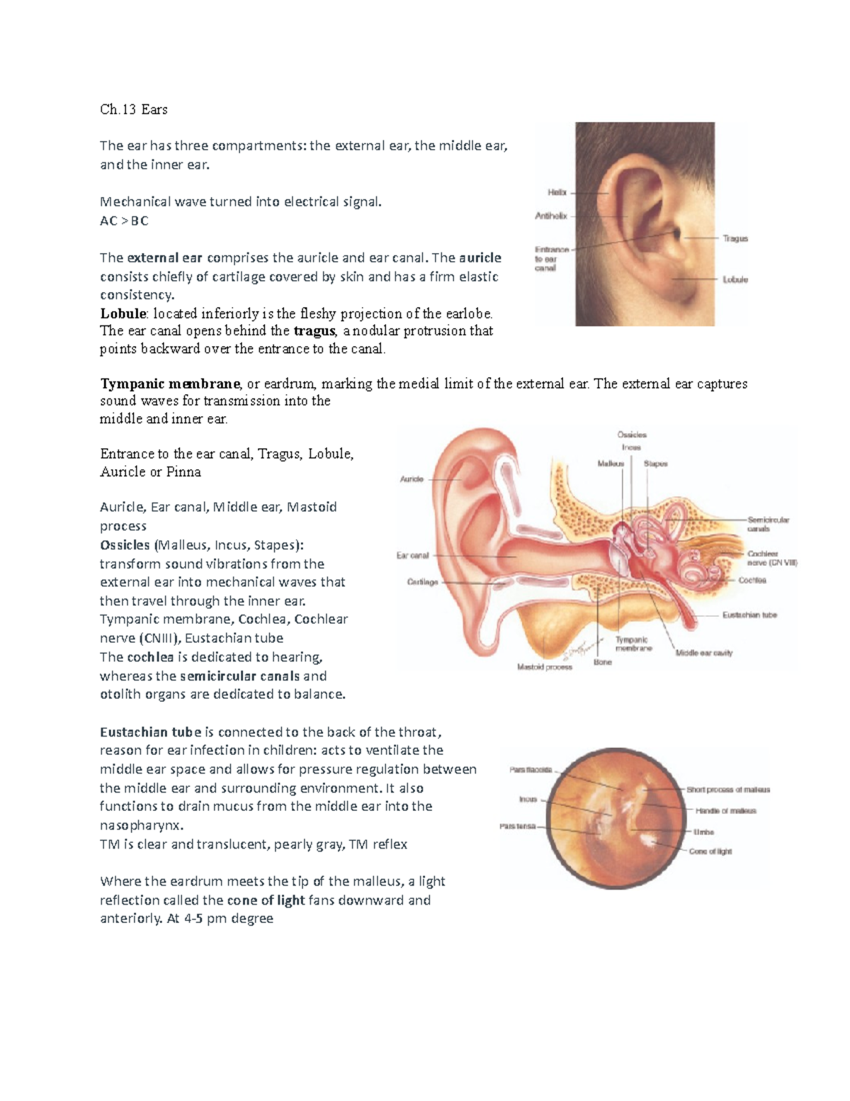 Ears - lecture notes - Ch Ears The ear has three compartments: the ...